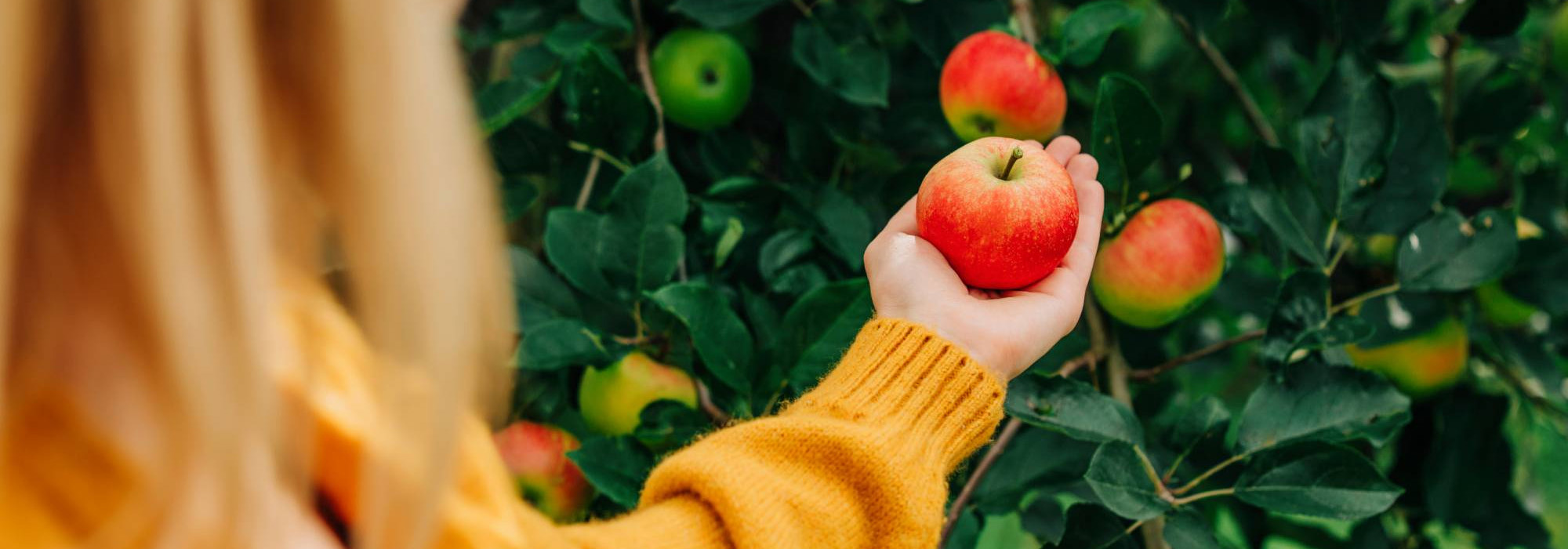 Fruit Tree Shop -Fruit Tree Shop 3