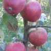 Frequin Rouge Cider Apple -Fruit Tree Shop A325S 160x240 crop center gigapixel low res scale 2 00x 24c00162 a29c 4274 bffd 35c12c410b36 1