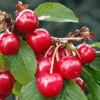 Crimson Passion® Cherry
