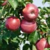 Enterprise Apple -Fruit Tree Shop EnterpriseApple1 1024x1024 22289015 5591 4000 b95f ca64bbd7baac