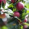 Combo Cider Apple Tree (4 Varieties) 1 Combo Cider Apple Tree (4 Varieties) -Fruit Tree Shop KBlack