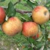 Karmijn De Sonnaville Apple -Fruit Tree Shop Karmijn de Sonnaville 1