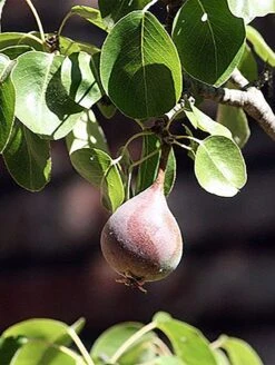 Moonglow Pear 7 Moonglow Pear -Fruit Tree Shop MoonGlow Pyrus communis leaffruit Jean ccby20