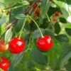 North Star Cherry -Fruit Tree Shop NorthStarFruit