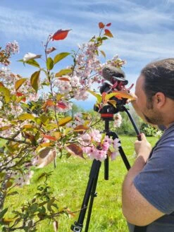 Pink Cloud Crabapple