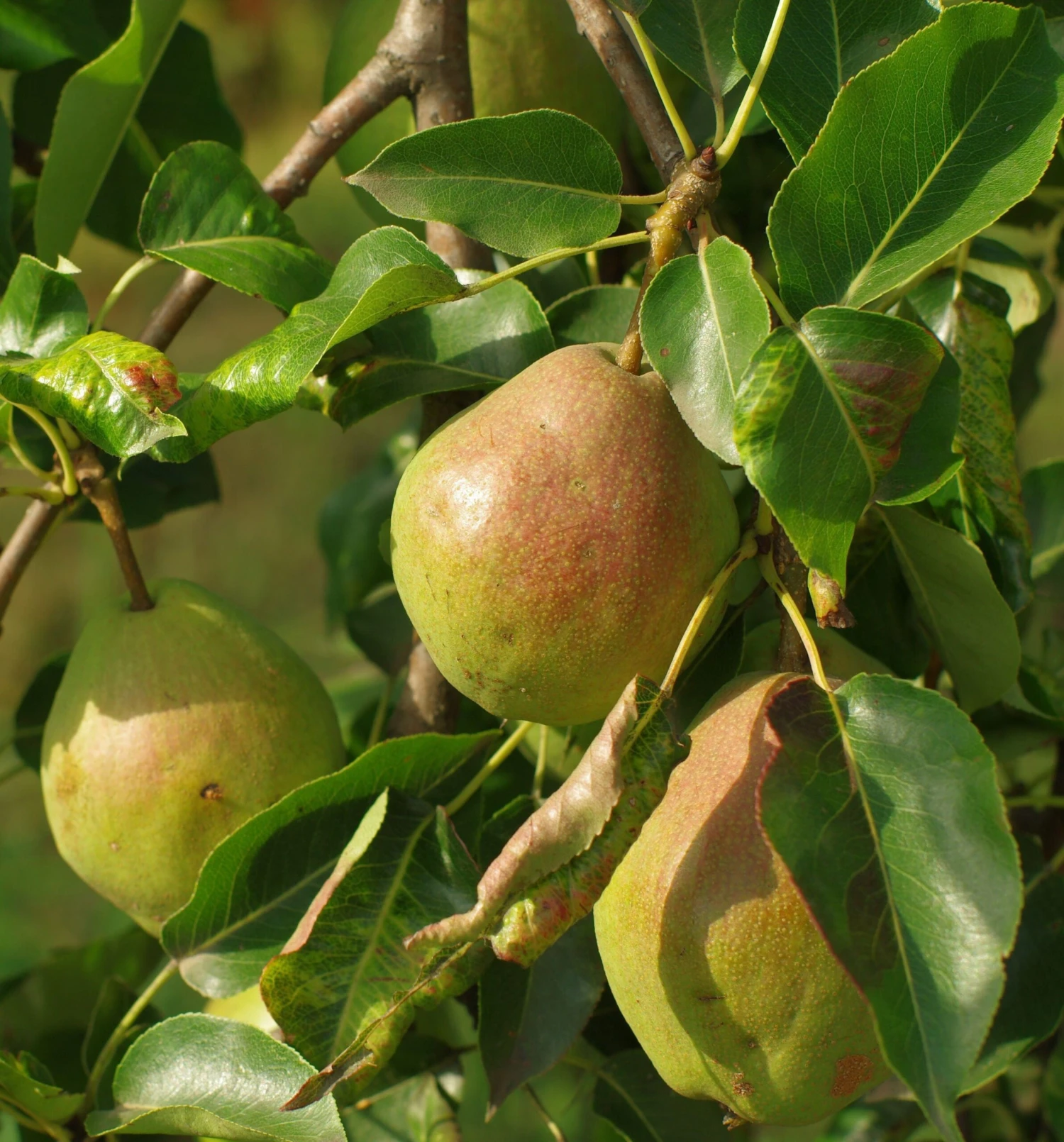 Bartlett European Pear 3 Bartlett European Pear