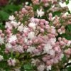 Beauty Of Moscow Lilac -Fruit Tree Shop SyringaKrasavitsaMoskvy01