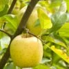 Ananas Reinette Apple -Fruit Tree Shop a083d 1