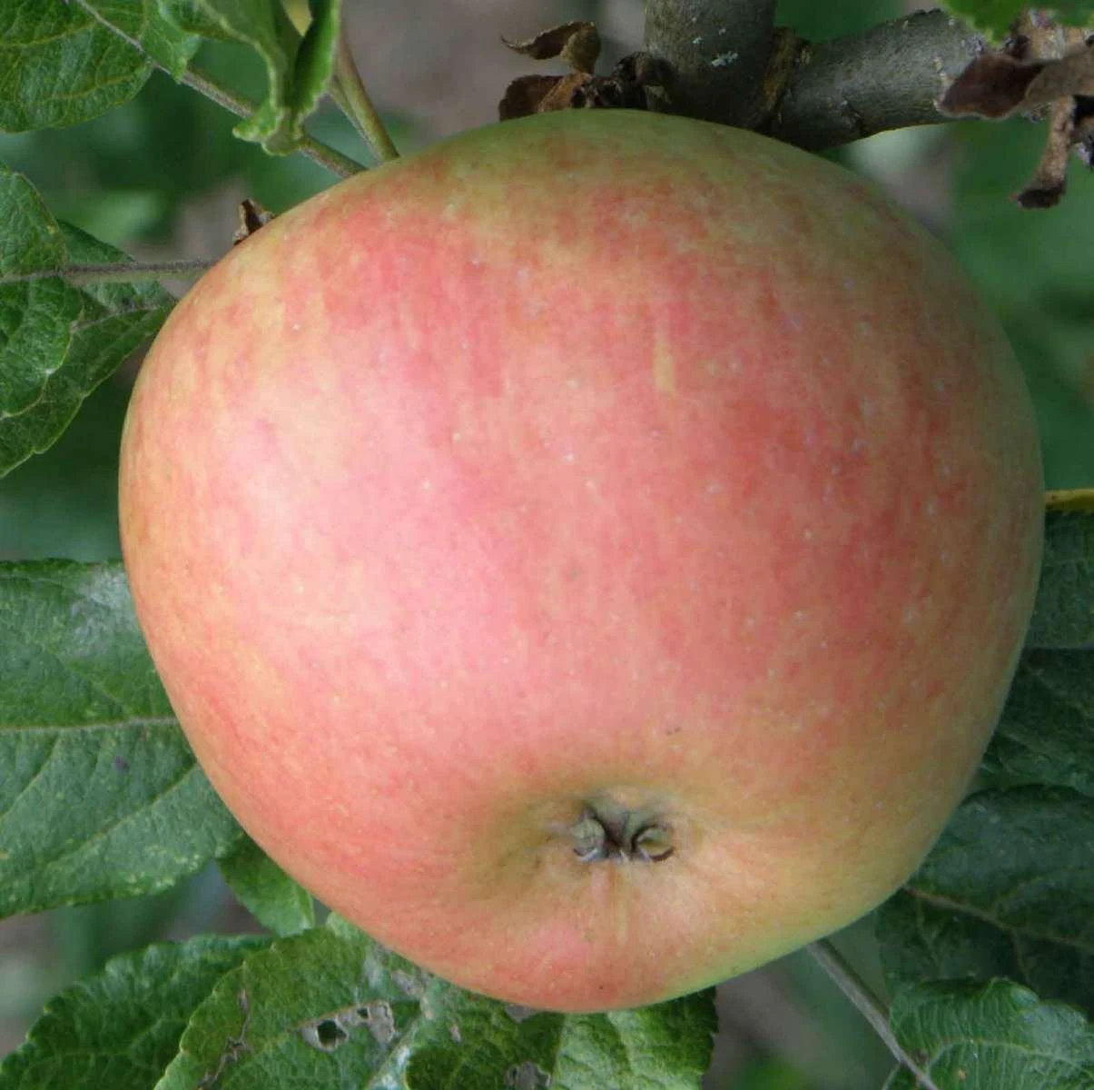Bardsey Apple 4 Bardsey Apple - Image 2