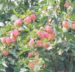 Fruit Tree Shop -Fruit Tree Shop a180w