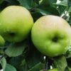 Greensleeves Apple -Fruit Tree Shop a385d greensleeves 1