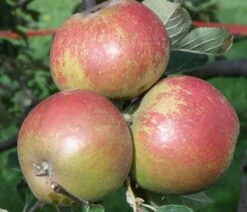 Karmijn De Sonnaville Apple -Fruit Tree Shop a420 karmijn de sonnaville 1