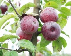 Fruit Tree Shop -Fruit Tree Shop a430skingstonblackapple 2 7ba3fb13 0c5c 4700 8ba3 60dcbb826af0 2