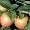Jonagold Apple Tree 1 Jonagold Apple Tree -Fruit Tree Shop a460jonagold apples 1