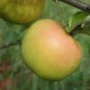 Roxbury Russet Apple 2 Roxbury Russet Apple -Fruit Tree Shop a628 roxbury russet 1
