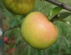 Roxbury Russet Apple