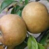 Brown Russet Apple -Fruit Tree Shop apple a110 brown russet 1