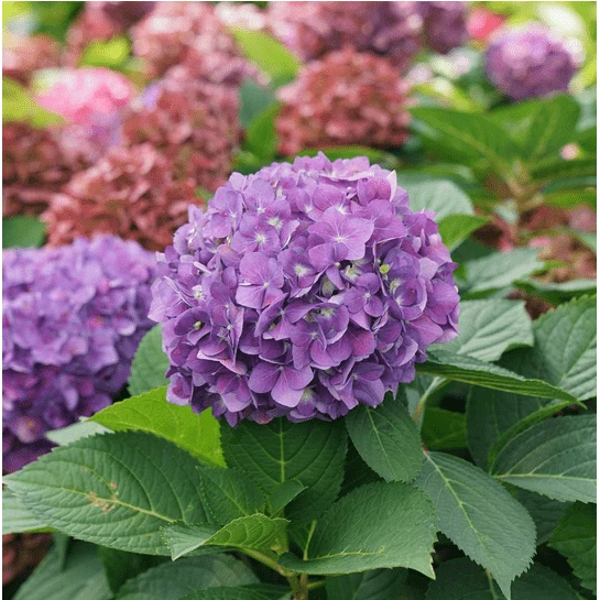 Let's Dance ¡Arriba!® Reblooming Hydrangea 4 Let's Dance ¡Arriba!® Reblooming Hydrangea - Image 2