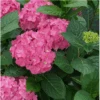Let's Dance ¡Arriba!® Reblooming Hydrangea 2 Let's Dance ¡Arriba!® Reblooming Hydrangea -Fruit Tree Shop arriba2