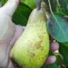 Atlantic Queen European Pear 1 Atlantic Queen European Pear -Fruit Tree Shop atlantic queen pear 2