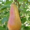 Abbe Fetel European Pear 1 Abbe Fetel European Pear -Fruit Tree Shop b025 abbe fetel 1 1