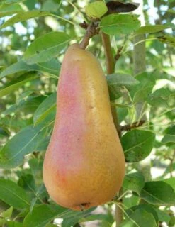Abbe Fetel European Pear