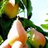 Arganche European Pear -Fruit Tree Shop b037 araganche 1 1