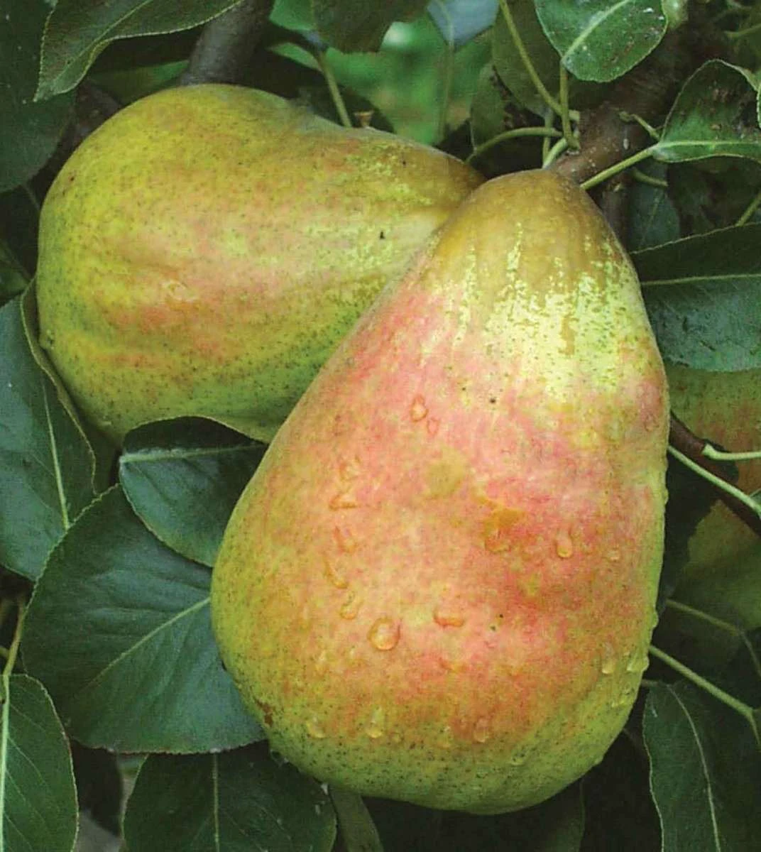 Bartlett European Pear 4 Bartlett European Pear - Image 2