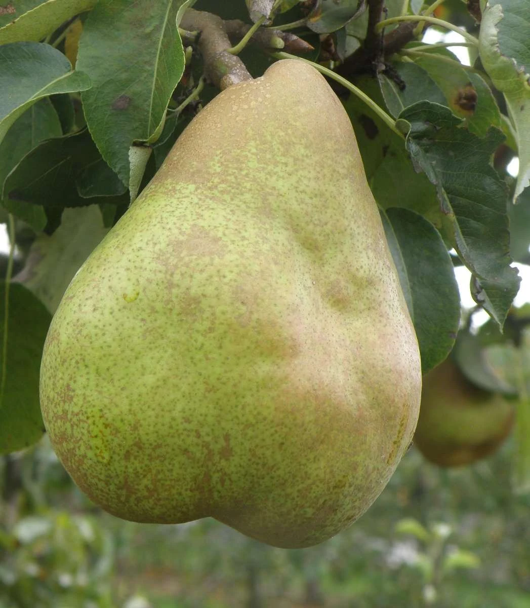Comice European Pear 3 Comice European Pear
