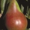 Pound European Pear -Fruit Tree Shop b187 pound european pear 31 1