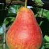 Ubileen European Pear -Fruit Tree Shop b260 ubileen pear 3 1 1