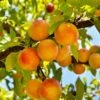 Baby Crawford Peach 2 Baby Crawford Peach -Fruit Tree Shop baby crawford peach 1