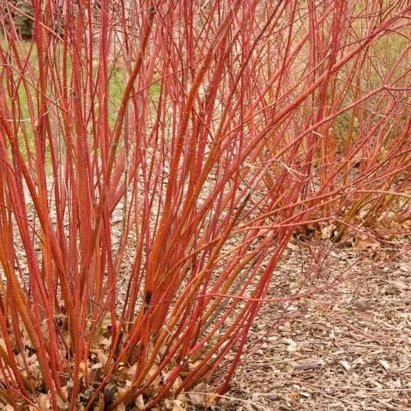 Baileyi Red Twig Dogwood 2 Baileyi Red Twig Dogwood