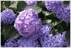 Let's Dance® Blue Jangles® Reblooming Hydrangea 9 Let's Dance® Blue Jangles® Reblooming Hydrangea -Fruit Tree Shop bjangle