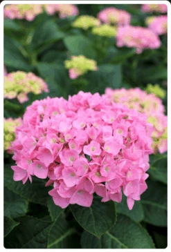 Let's Dance® Blue Jangles® Reblooming Hydrangea 8 Let's Dance® Blue Jangles® Reblooming Hydrangea -Fruit Tree Shop bjangle2