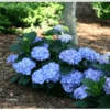 Let's Dance® Blue Jangles® Reblooming Hydrangea -Fruit Tree Shop bjangle4