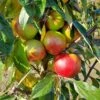 Blushing Delight™ Urban™ Columnar Apple -Fruit Tree Shop blushing delight 1