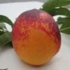 Speckled Egg Nectarine -Fruit Tree Shop c578 speckled egg 1 1