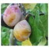 Coe's Golden Drop European Plum -Fruit Tree Shop coes g drop 2