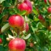 Combo Heritage Apple (4 Varieties) -Fruit Tree Shop combo apple 1