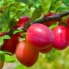 Combo Asian Plum (3 Varieties) -Fruit Tree Shop combo asian plum 1 1
