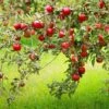 Combo Disease-Resistant Apple (5 Varieties) -Fruit Tree Shop combo disease resistant apple 1 6b1186b1 0692 4465 97f6 868a552e26fe 1