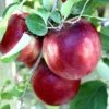 Cosmic Crisp® Apple -Fruit Tree Shop cosmic crisp