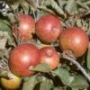 Dabinett Cider Apple 2 Dabinett Cider Apple -Fruit Tree Shop dabinett apple 1
