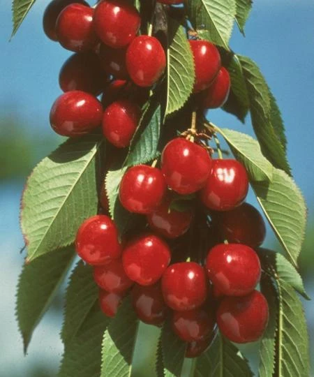 Vandalay Cherry 3 Vandalay Cherry