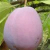 Ersinger European Plum -Fruit Tree Shop ersinger 1