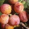 Combo Mirabelle Plum (3 Varieties) 2 Combo Mirabelle Plum (3 Varieties) -Fruit Tree Shop geneva mirabelle 0175b19c 649b 4b08 8005 011ca606f415 1