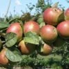 Combination Cider Apple Tree (3 Varieties) 1 Combination Cider Apple Tree (3 Varieties) -Fruit Tree Shop granniwinkle 1