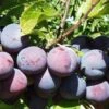 Gras Romanesc European Plum -Fruit Tree Shop gras romanesc 1 1
