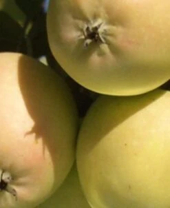 Fruit Tree Shop -Fruit Tree Shop harrison